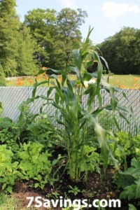 Corn plant in the Garden