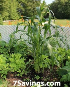 Corn plant in the Garden