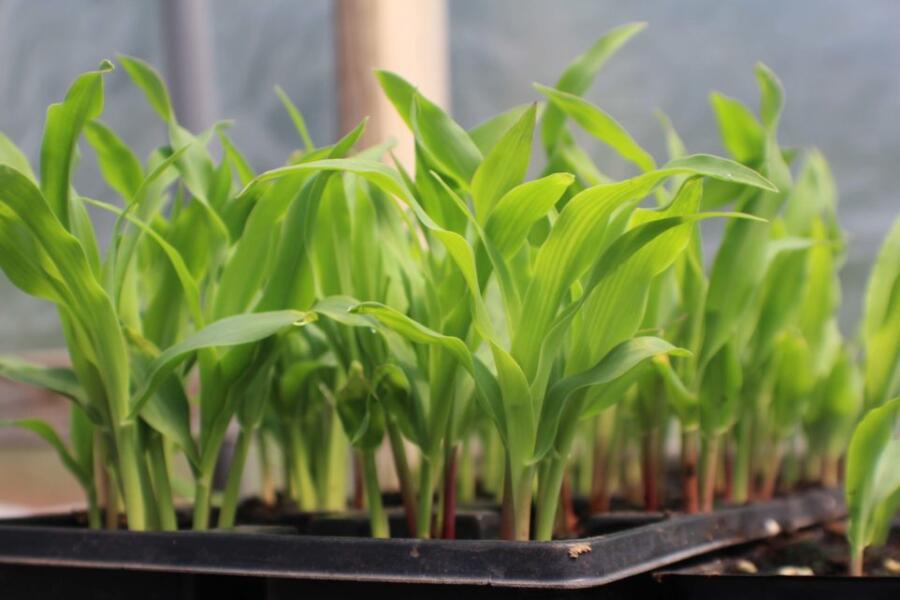 germination Tray