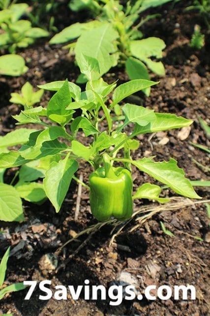 Pepper plant