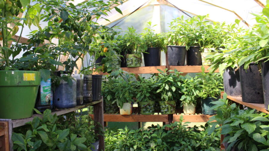 Greenhouse Garden