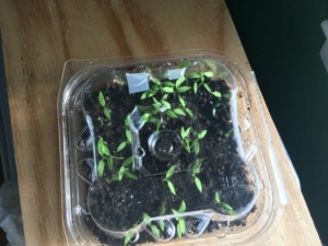 Seed Starting in recycle Containers