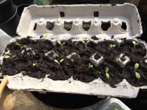 Seed Starting in egg cartons