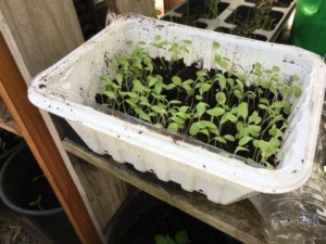 Seed Starting in recycle Containers