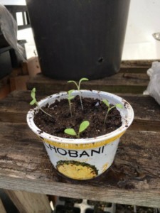 Seed Starting in yogurt container