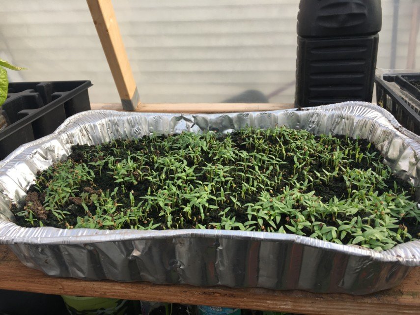 easy seed starting with aluminum tray