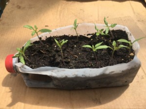 seed starting in recycle container