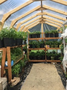 Growing Vegetables in a Greenhouse