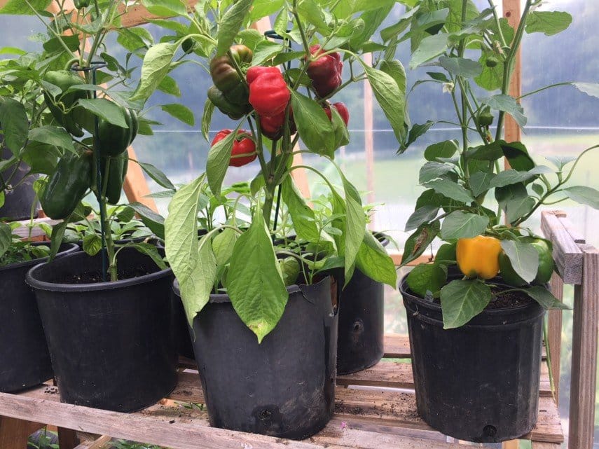 growing pepper in container