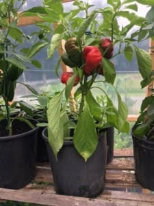 growing pepper in a container