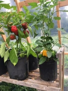 growing pepper in a greenhouse