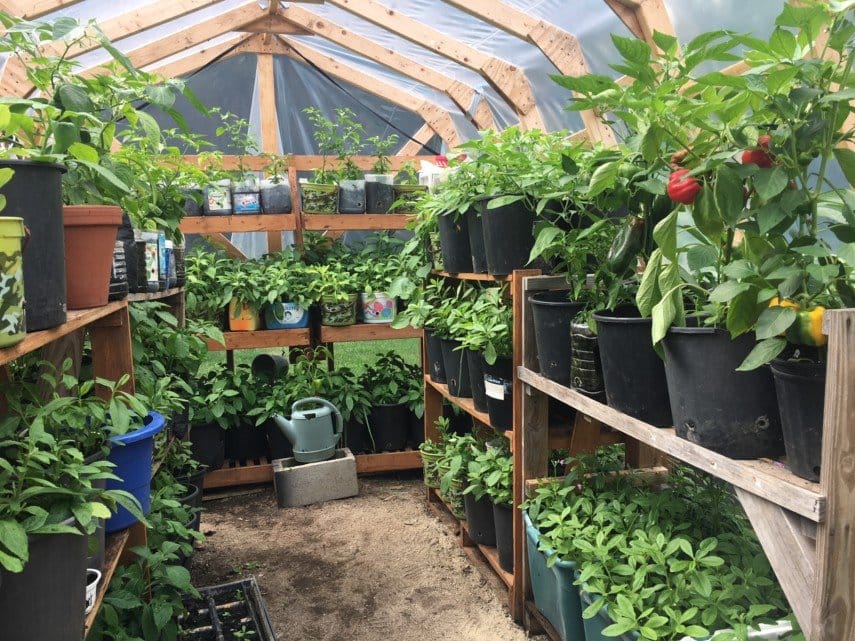 Growing Vegetables in a Greenhouse