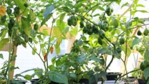 how to grow pepper 