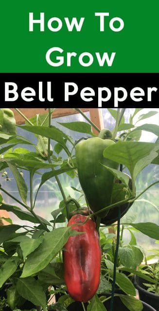 how to grow bell pepper 