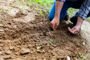 How to plant seeds in a garden