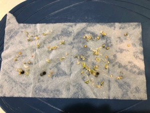 how to germinate seeds fast