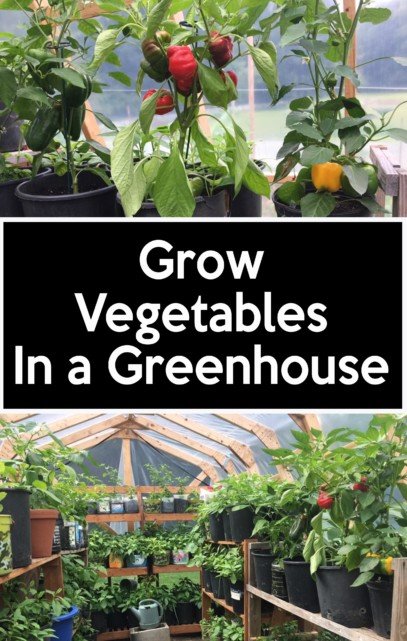 grow vegetables in a greenhouse