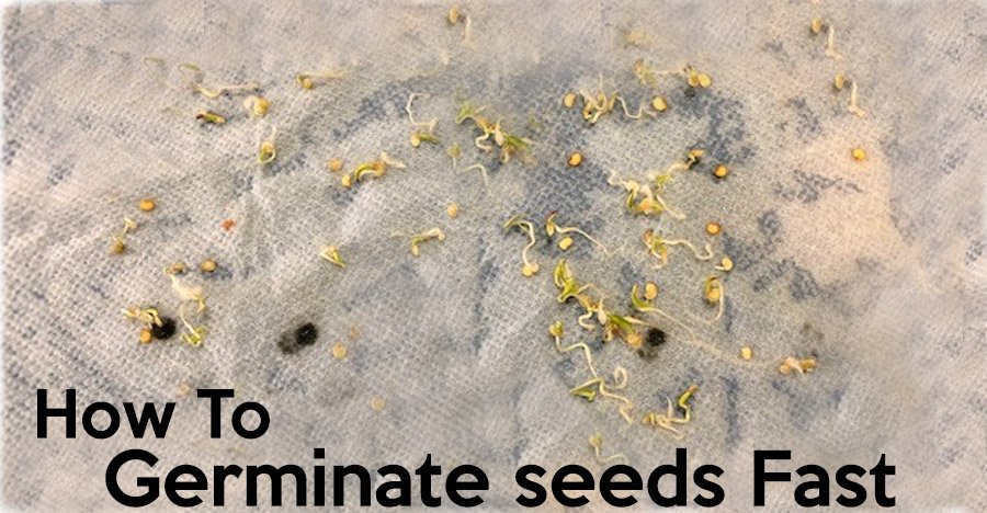 how to germimate seeds fast 2