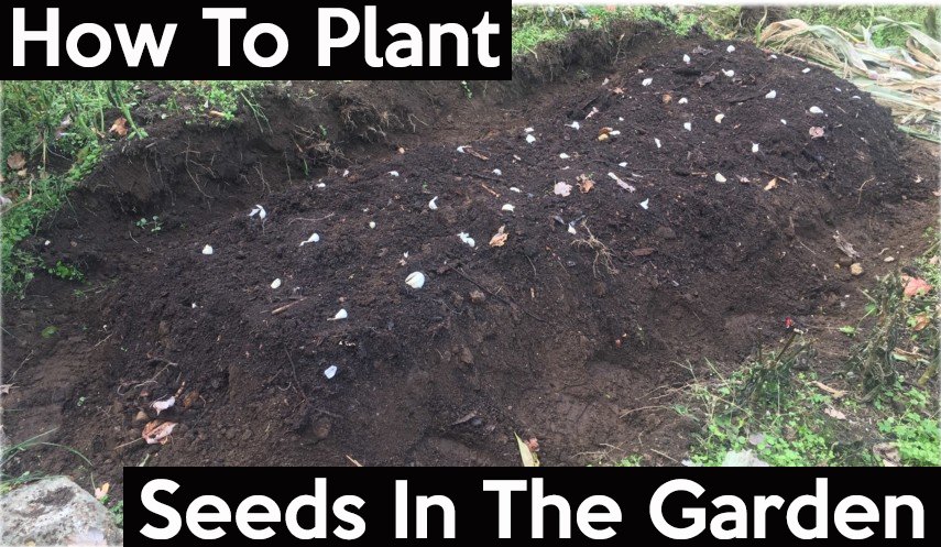 how to plant seeds in your garden 2