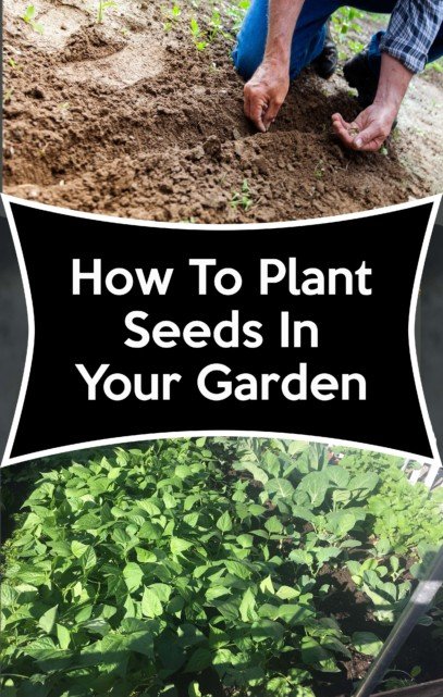 how to plant seeds in your garden