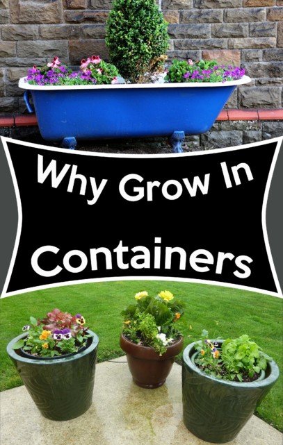 why grow in containers