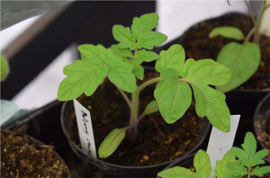 growing Tomatoes Indoors