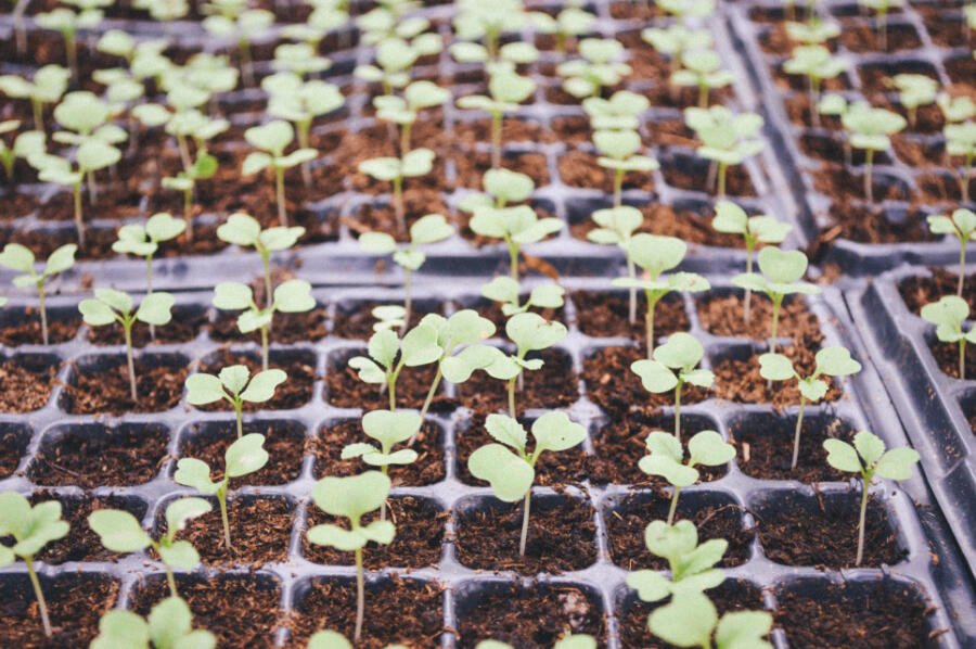 starting seeds indoors