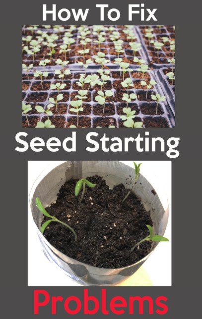 how to fix common seed starting problems