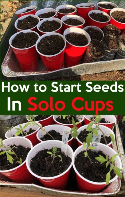 how to start seeds in solo cups 