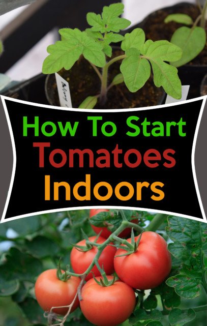 starting tomatoes indoors