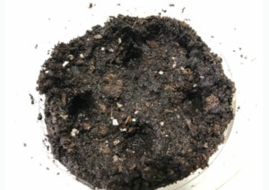 self watering seed starter container