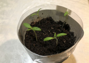 self watering seed starter container