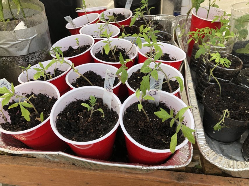 Starting seeds on a budget