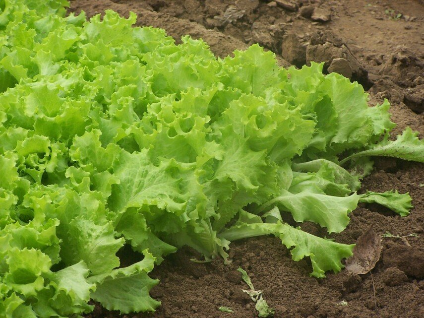 how to grow lettuce