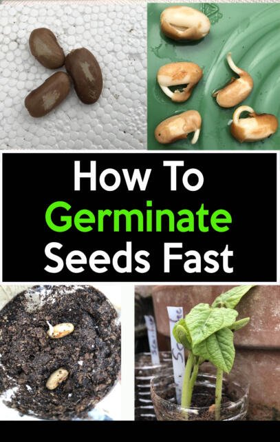 How to germinate seeds fast scarification