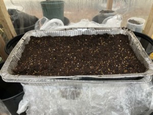 seed starting mix in tray