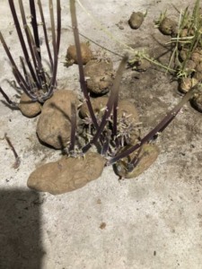 potato seedlings