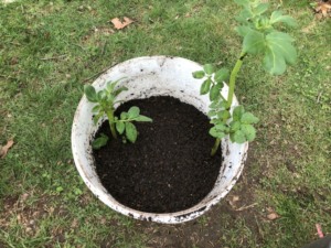 growing potatoes in 5 gallon bucket