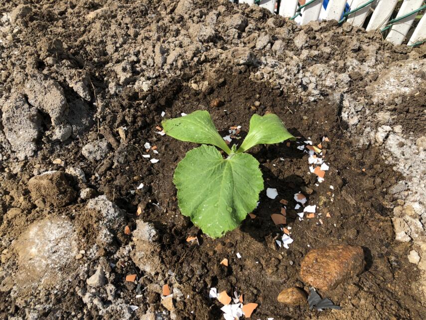 Pumpkin seedlings