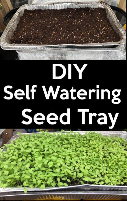 diy self watering seed tray