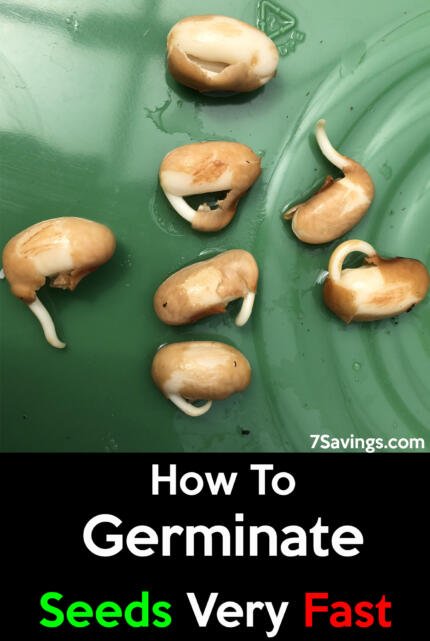 how to germinate beans seeds1