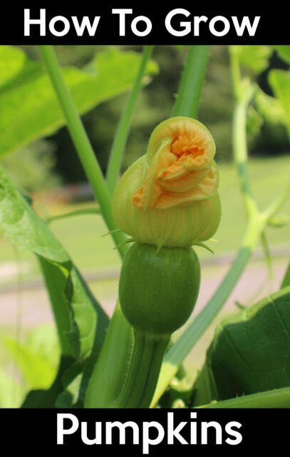 how to grow pumpkins