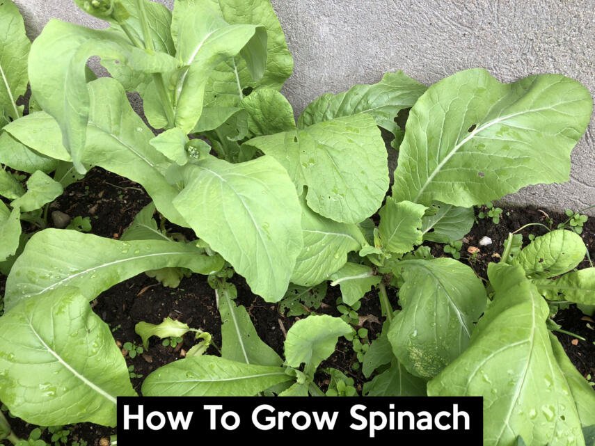 how to grow spinach at home