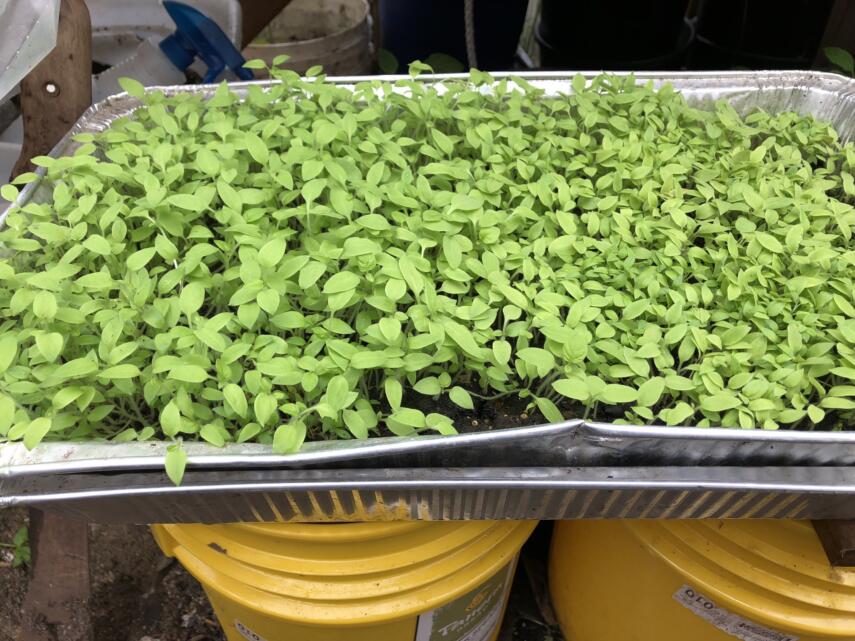 self watering seed tray