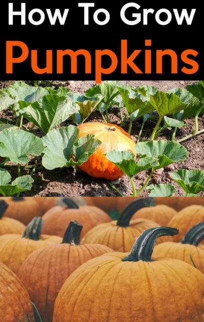 grow pumpkins