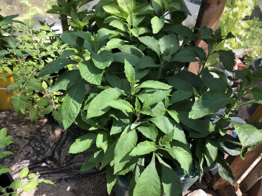 july greenhouse tour