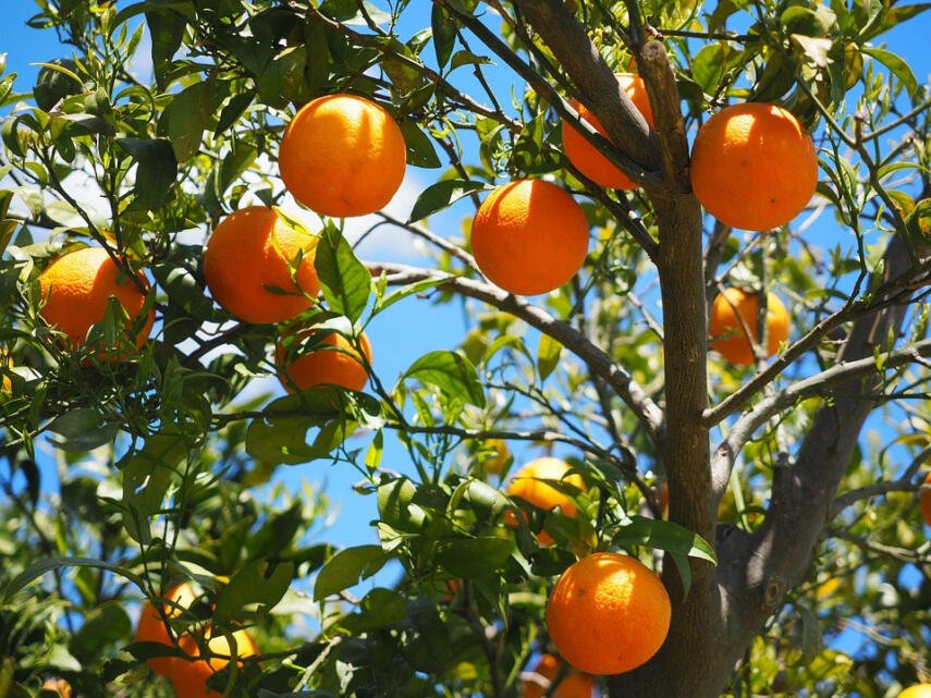 how to plant a Fruit tree