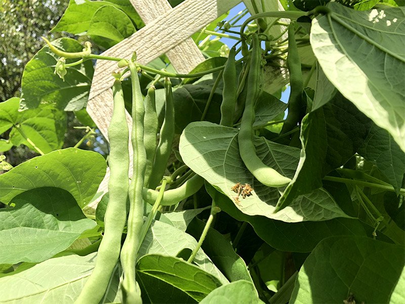 garden beans