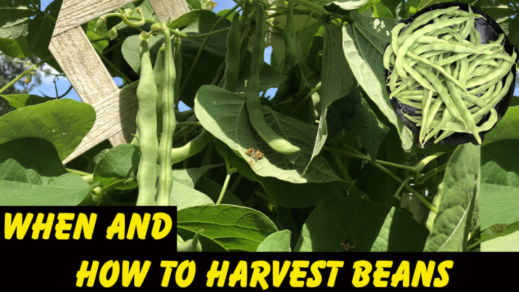 growing green beans