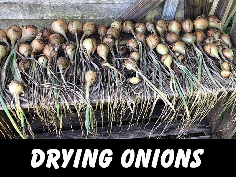 how to dry onion for storage